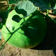 Screenshot of person's hand with bushel gourd